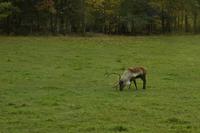 Im Omega-Wildpark