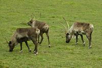 Im Omega-Wildpark