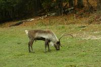 Im Omega-Wildpark