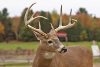 Im Omega-Wildpark