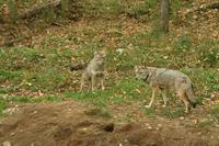 Im Omega-Wildpark