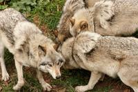 Im Omega-Wildpark