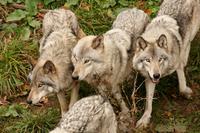 Im Omega-Wildpark