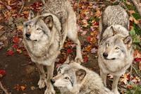 Im Omega-Wildpark