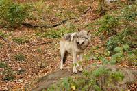 Im Omega-Wildpark