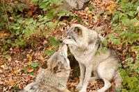 Im Omega-Wildpark