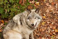 Im Omega-Wildpark