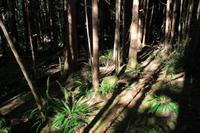 Im Regenwald