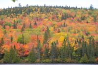 Indian Summer (7)
