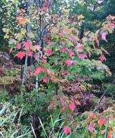 Indian Summer 