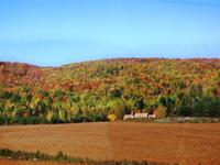 Indian Summer pur!