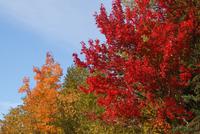 Indian Summer. 