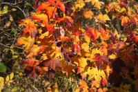 Indian Summer