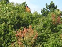 Indian Summer