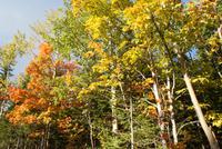 Indian Summer