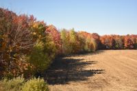 Indian Summer
