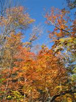 Indian Summer