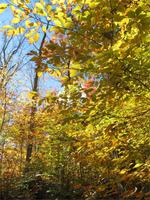 Indian Summer
