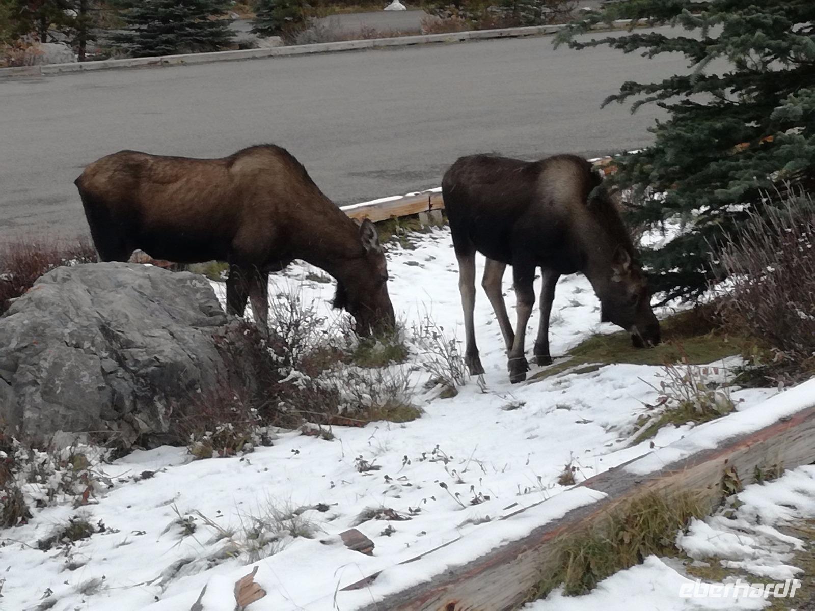Jasper Nationalpark 