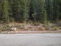 Jasper Nationalpark 