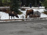 Jasper Nationalpark 