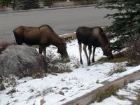 Jasper Nationalpark 