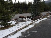 Jasper Nationalpark 