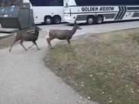 Jasper Nationalpark 