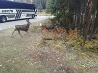 Jasper Nationalpark 