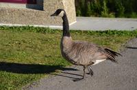 Kanada Gans