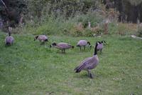 Kanadische Gänse