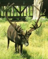 Karibu im Omega Park
