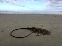 Kelp