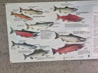 Lachs Aufzucht (2)