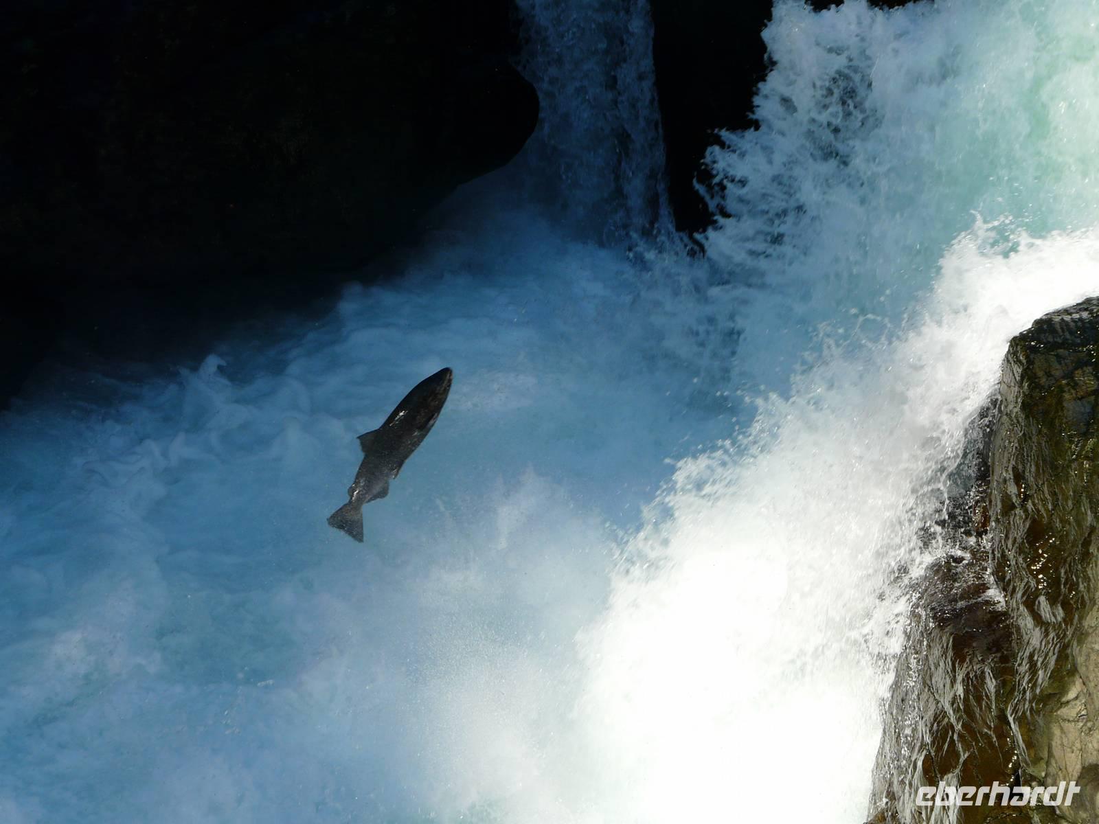 Lachswanderung an den Stamp Falls