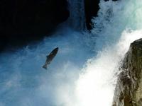 Lachswanderung an den Stamp Falls