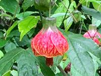 Laternenblume im japanischen Garten, Victoria