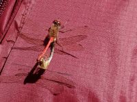 Libelle