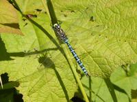 Libelle