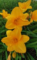 Lilien in Niagara on the Lake