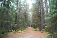 Logging Museum (3)