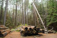 Logging Museum (4)
