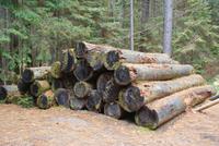 Logging Museum (5)