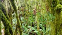 MacMillan Provincial Park - Cathedrale Grove - Vancouver Island