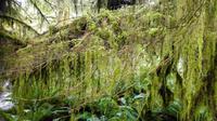 MacMillan Provincial Park - Cathedrale Grove - Vancouver Island