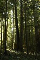 MacMillan Provincial Park - Vancouver Island