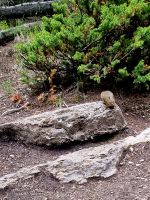Maligne Canyon (42)