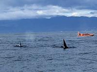 Mamma Orca mit Sohn