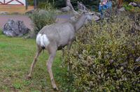 Maultierhirsch