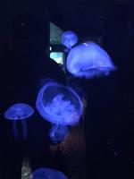 Montreal Biodome